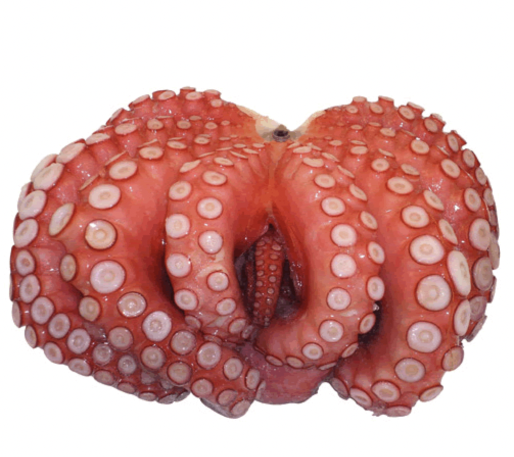 Pulpo japonés Madako
